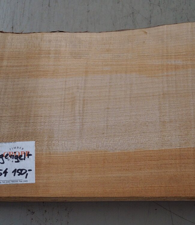 Softmaple fiddleback, approx. 558 x 213 x 54 mm