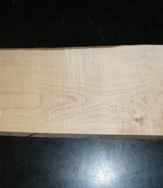 Muschelahorn, ca. 560 x 230 x 50 mm