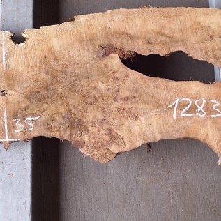 Poplar burl, Mappa slab, approx. 1600 x 630/350 x 55 mm, 12835