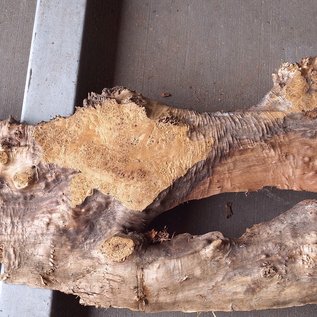 Poplar burl, Mappa slab, approx. 1600 x 630/350 x 55 mm, 12835