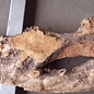 Poplar burl, Mappa slab, approx. 1600 x 630/350 x 55 mm, 12835