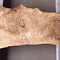 Poplar burl, Mappa slab, approx. 2080 x 550/330 x 55 mm, 12836