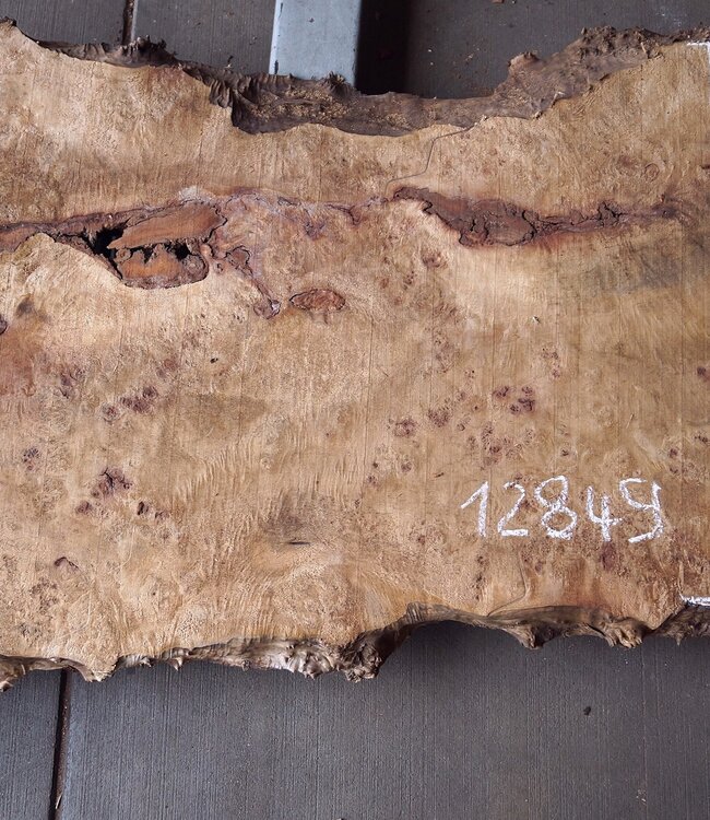 Poplar burl, Mappa slab, approx. 2100 x 350/730 x 52 mm, 12849