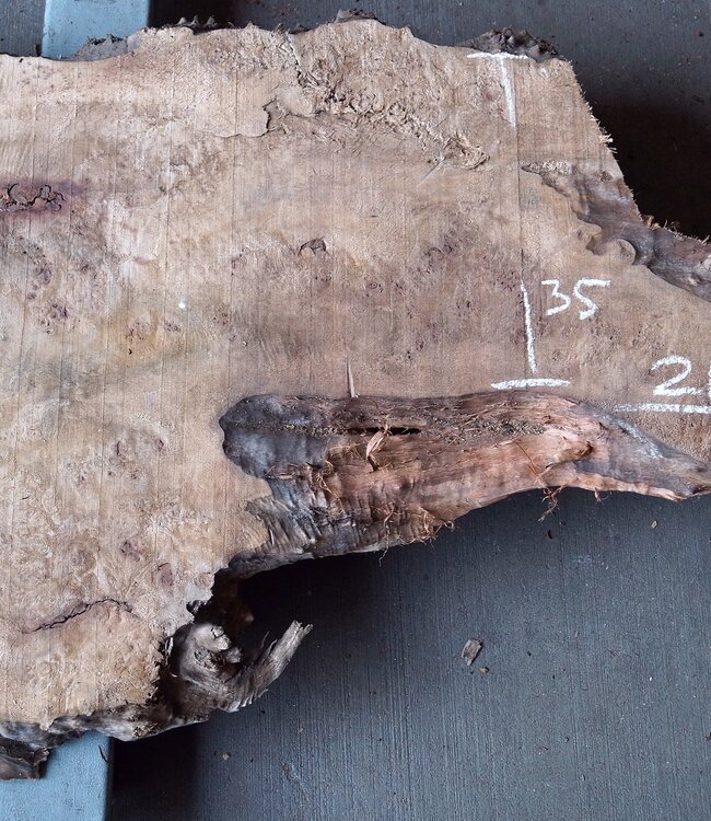 Poplar burl, Mappa slab, approx. 2100 x 350/730 x 52 mm, 12849