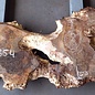 Pappel Maserplatte, ca. 2000 x 740/450/530 x 52 mm, 12854