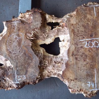 Poplar burl, Mappa slab, approx. 2000 x 740/450/530 x 52 mm, 12854