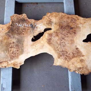 Poplar burl, Mappa slab, approx. 2000 x 740/450/530 x 52 mm, 12854