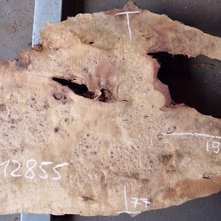 Poplar burl, Mappa slab, approx. 1900 x 770/400/710 x 65mm, 12855