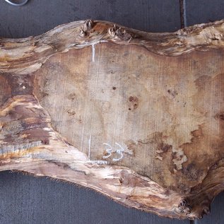 Poplar burl, Mappa slab, approx. 2300 x 570/320 x 50 mm, 12860