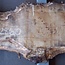Poplar burl, Mappa slab, approx. 2300 x 570/320 x 50 mm, 12860