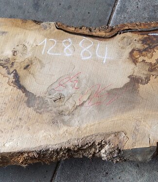 Oak Burl board, approx. 1500 x 380 x 52 mm, 12884