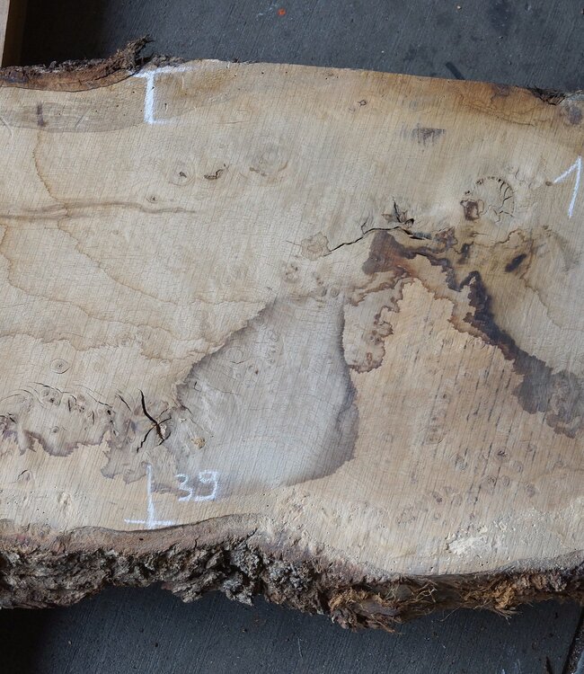 Oak Burl board, approx. 1500 x 380 x 52 mm, 12884