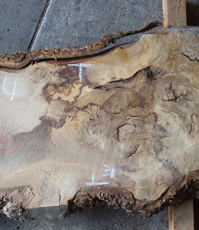 Oak Burl board, approx. 1500 x 380 x 52 mm, 12884