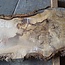 Oak Burl board, approx. 1500 x 380 x 52 mm, 12884
