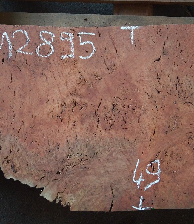 Eukalyptus Maser Tischplatte, ca. 1000(1300) x 490 x 52 mm, 12895