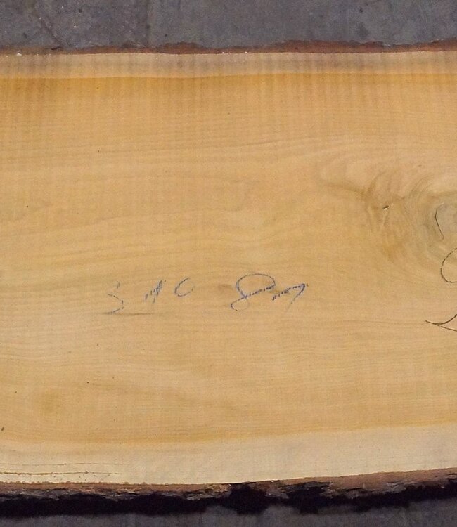 Libanon Zeder Tischplatte, ca. 3100 x 810(920) x 80 mm, 12816