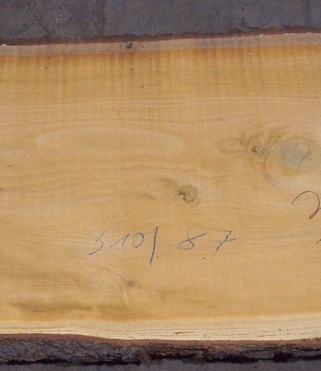 Libanon Zeder Tischplatte, ca. 3100 x 870(980) x 80 mm, 12817