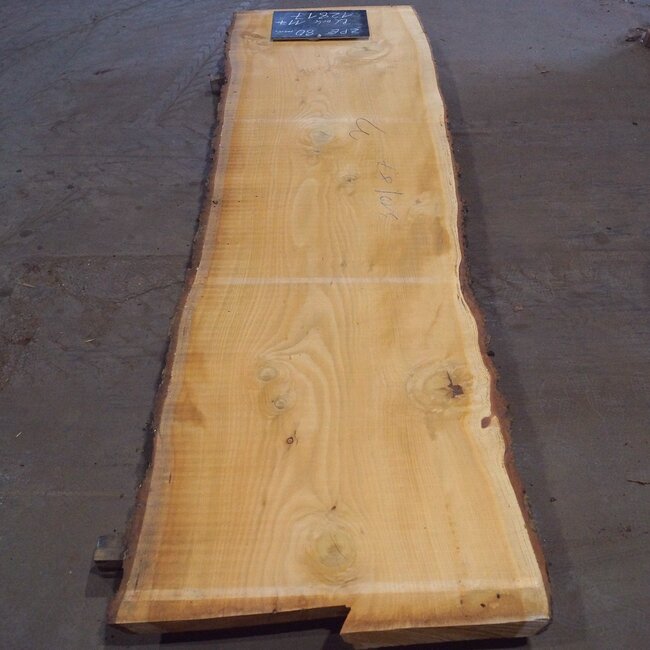 Libanon Zeder Tischplatte, ca. 3100 x 870(980) x 80 mm, 12817