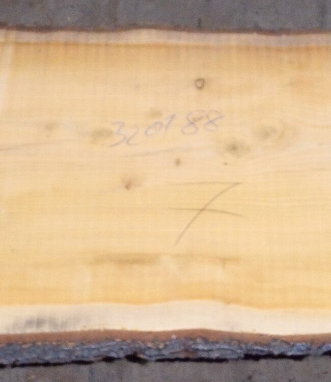 Libanon Zeder Tischplatte, ca. 3200 x 880(1020) x 80 mm, 12821