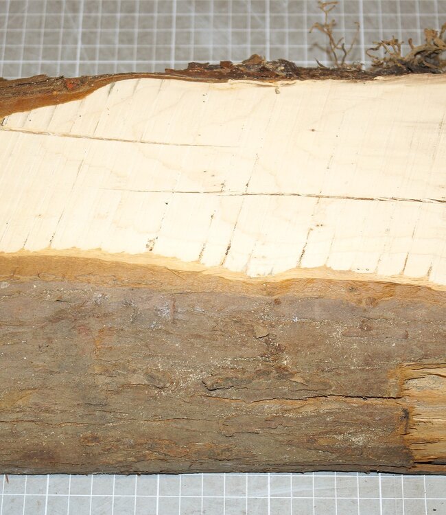 Eibe, ca. 300 x 160 x 84 mm, 2,8 kg