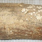 Laburnum, approx. 335 x 110 x 50-85 mm, 1,6 kg