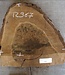 Walnut slab, approx. 530 x 490 x 52 mm, 12967