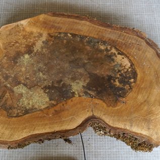 Walnut slab, approx. 780 x 520 x 52 mm, 12954