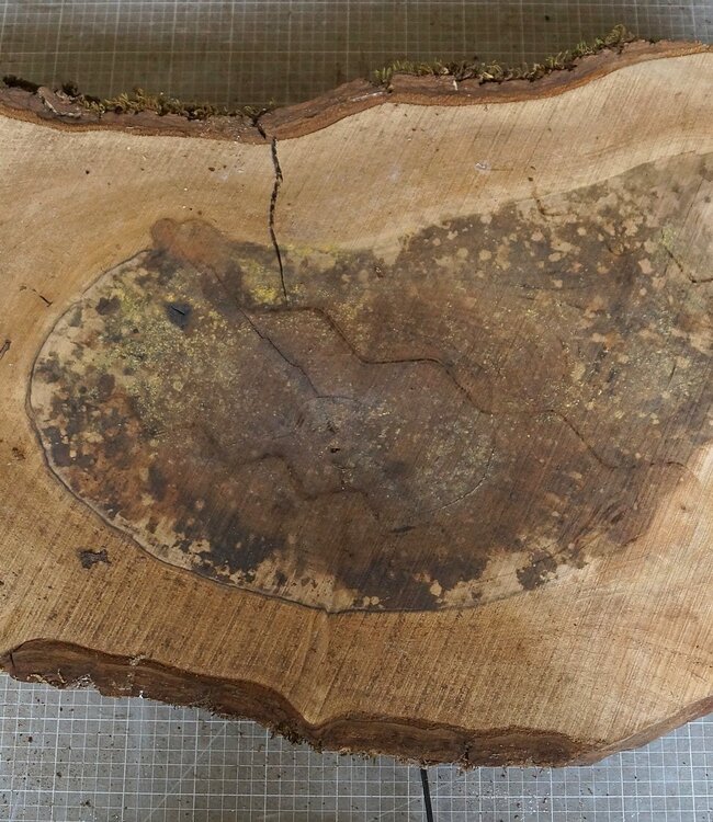 Walnut slab, approx. 750 x 460 x 52 mm, 12953