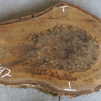 Nussbaum Baumscheibe, ca. 770 x 500 x 52 mm, 12947