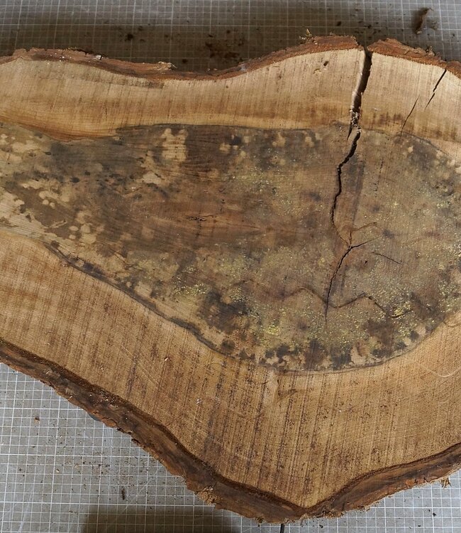 Nussbaum Baumscheibe, ca. 770 x 470 x 52 mm, 12945