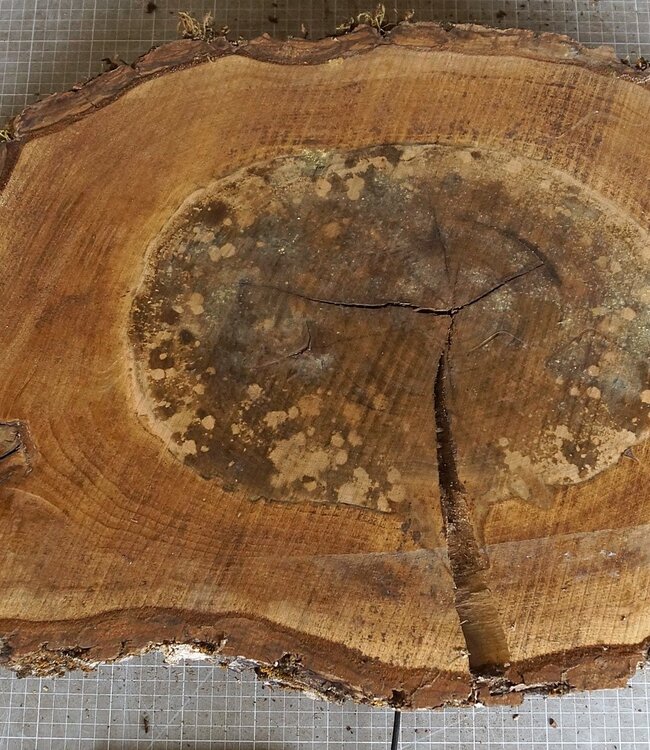 Walnut slab, approx. 780 x 430 x 52 mm, 12944