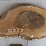 Walnut slab, approx. 780 x 430 x 52 mm, 12939