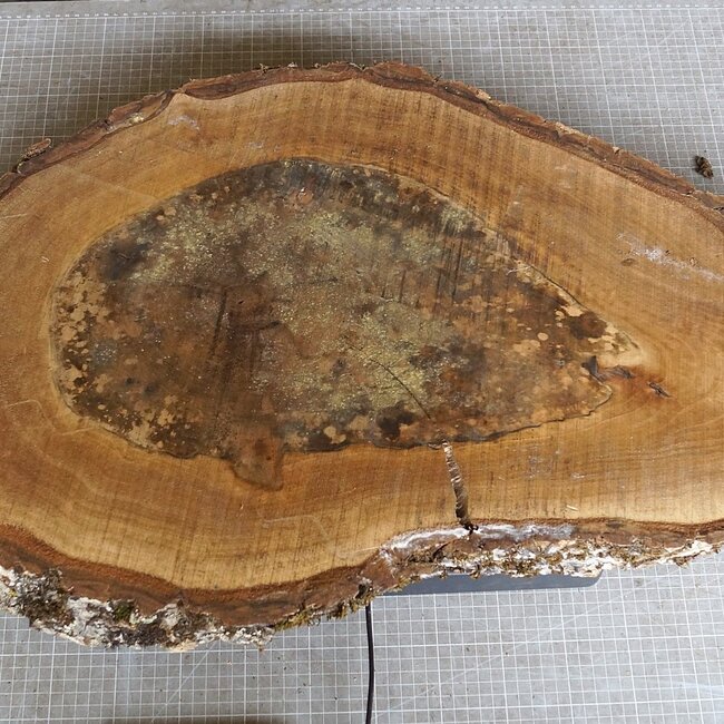 Walnut slab, approx. 780 x 430 x 52 mm, 12939