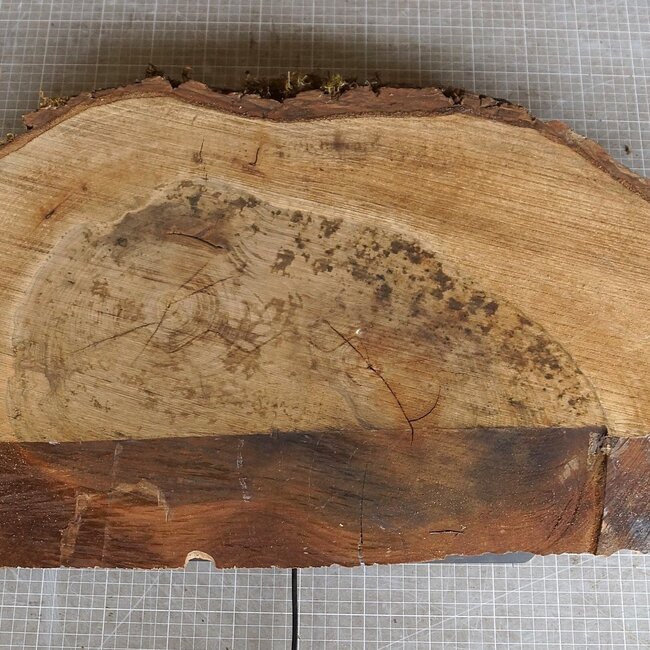 Nussbaum Baumscheibe, ca. 630 x 400 x 52 mm, 12938