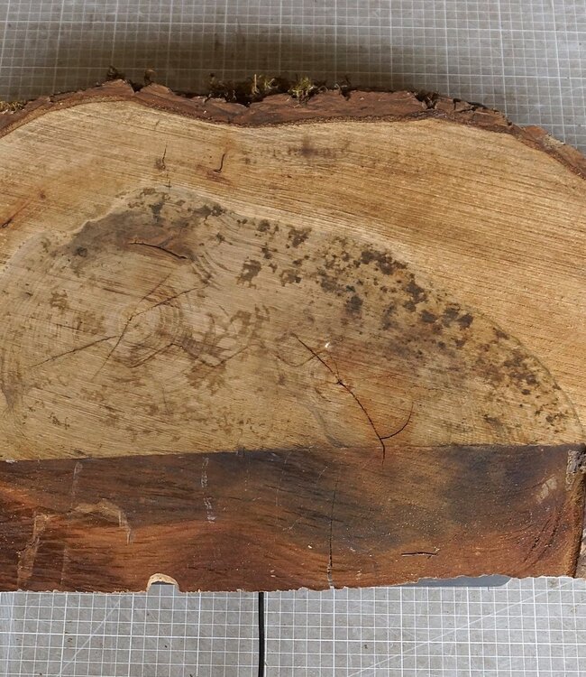 Nussbaum Baumscheibe, ca. 630 x 400 x 52 mm, 12938