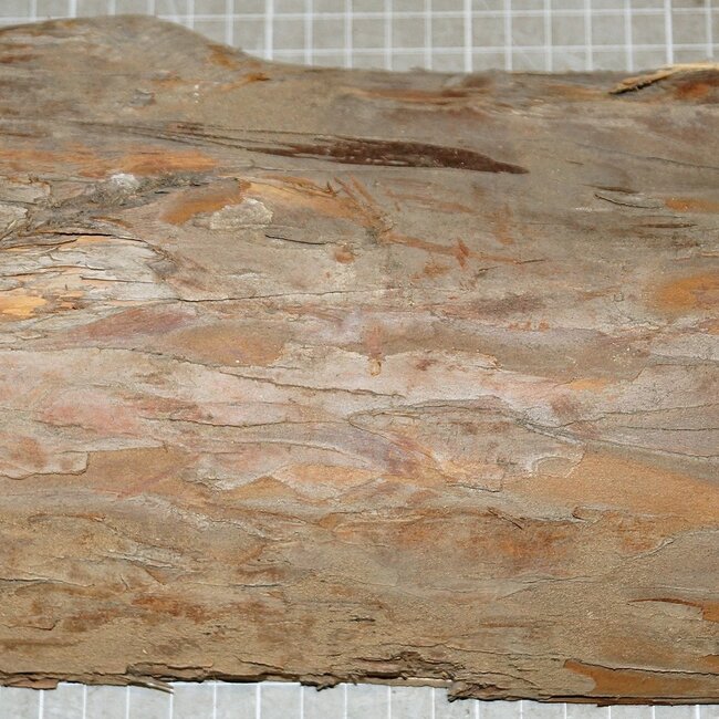 Yew, approx. 315 x 140 x 70 mm, 1,9 kg