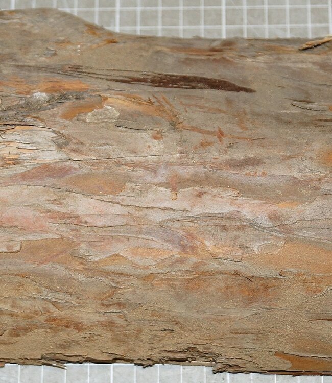 Eibe, ca. 315 x 140 x 70 mm, 1,9 kg