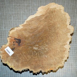 Goldfield burl, approx. 340 x 240 x 100 mm, 4,3 kg