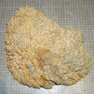 Goldfield Maser Knolle, ca. 340 x 240 x 100 mm, 4,3 kg