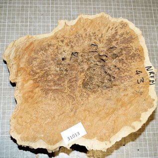 Goldfield burl, approx. 290 x 280 x 85 mm, 3 kg