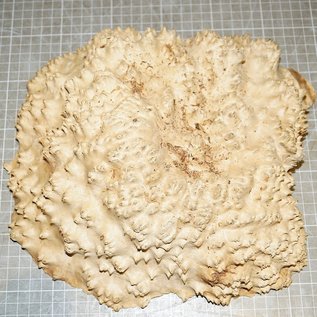 Goldfield burl, approx. 290 x 280 x 85 mm, 3 kg