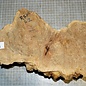 Goldfield burl, approx. 350 x 170 x 72 mm, 3,1 kg