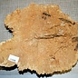 Goldfield Maser Knolle, ca. 370 x 300 x 80 mm, 4,7 kg