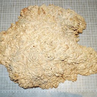 Goldfield burl, approx. 370 x 300 x 80 mm, 4,7 kg