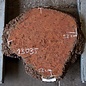 Jarrah burl, slab, approx. 520 x 520 x 60 mm, 13035