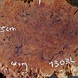 Salmon Gum burl, slab, approx. 550 x 410 x 60 mm, 13034