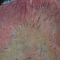 Jarrah burl, slab, approx. 890 x 500 x 57 mm, 13020