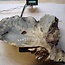 Buckeye burl slab, approx. 820 x 610 x 52 mm, 40796