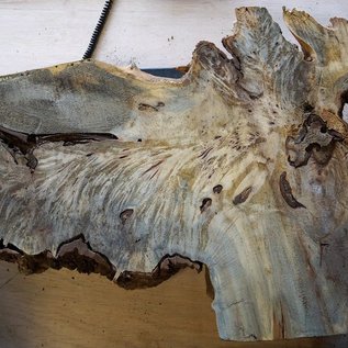 Buckeye burl slab, approx. 820 x 610 x 52 mm, 40796