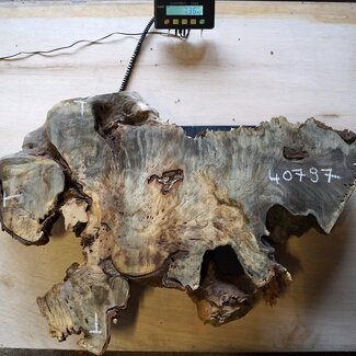 Buckeye Maser Baumscheibe, ca. 910 x 580 x 52 mm, 40797